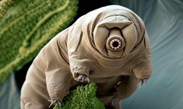 Animals that are...creepy...