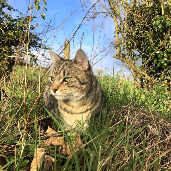 Beautiful pussies