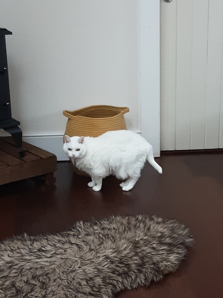 Whose cat is the most aesthetically challenged?