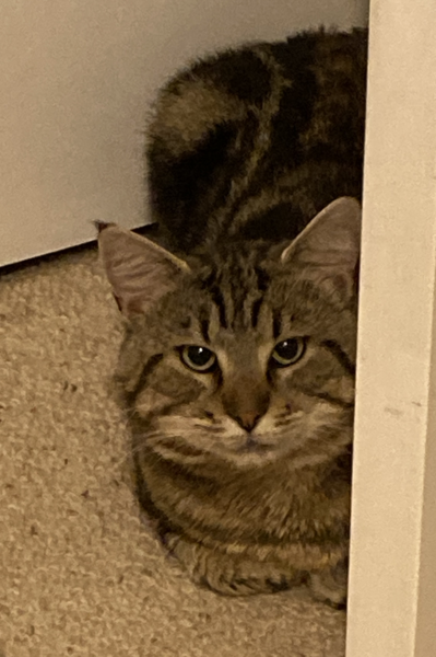 Ollie, Paws, friends and family