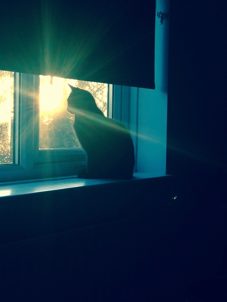 I need your photos of cats looking out of windows.  And I need them now!