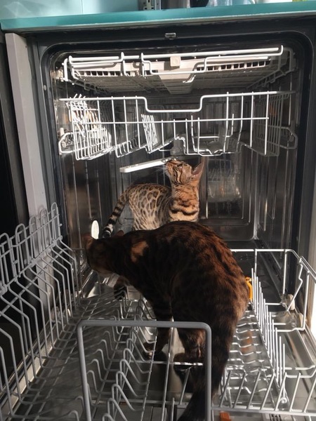 WIBU - Cats on Table