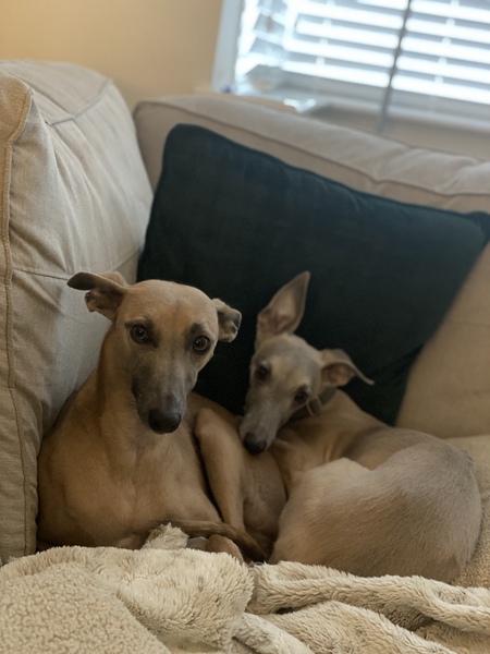 Whippets