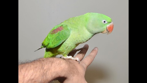 Do you have Speaking Parrot In your home?