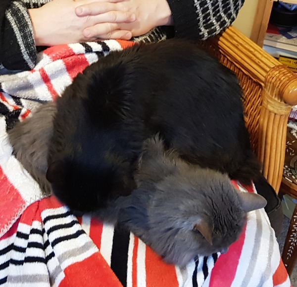 Ollie, Paws, friends and family