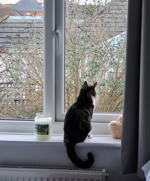 I need your photos of cats looking out of windows.  And I need them now!