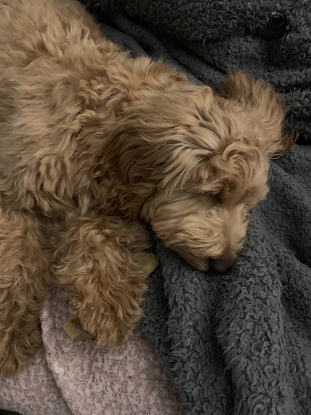 Puppy Survival Thread: surviving into 2022