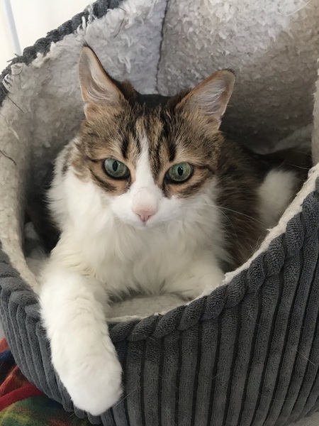 How old is/are your current cat/s?