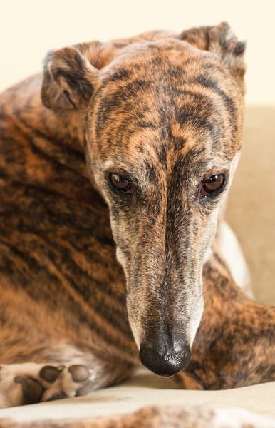 "Shouty" greyhound. Any translators about?