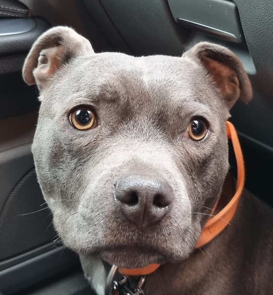 Staffie puppy