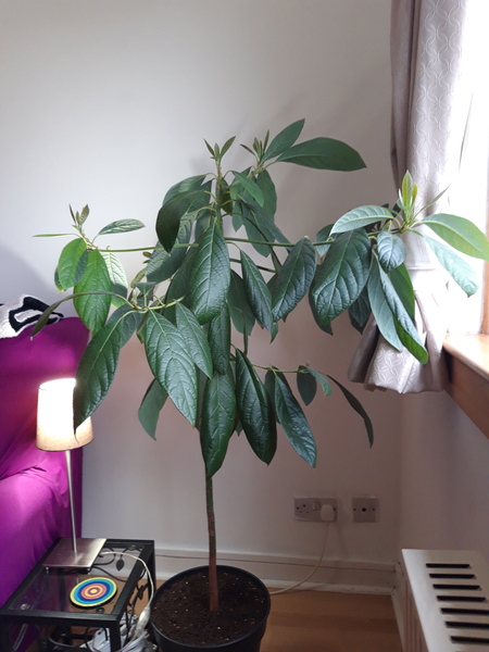 Your favourite houseplant