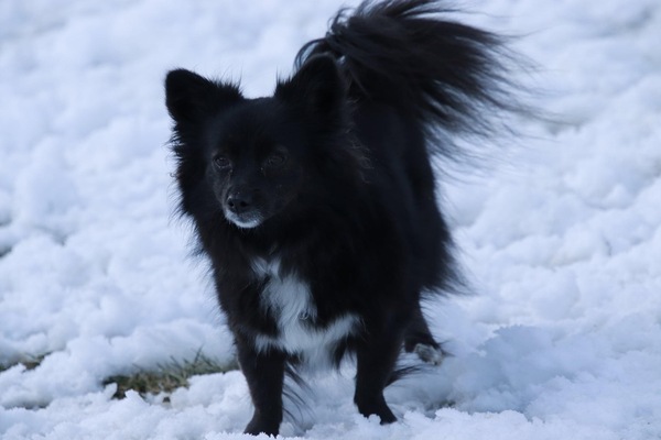 What breed is this dog? (pic)