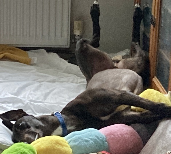 To wonder why MN always suggests greyhounds?