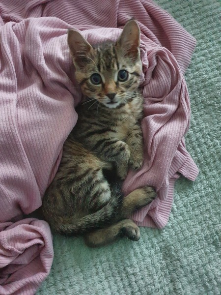 Can we have a ‘I love my beautiful cats’ thread?!