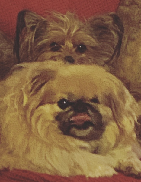 Can we have a pet appreciation thread?