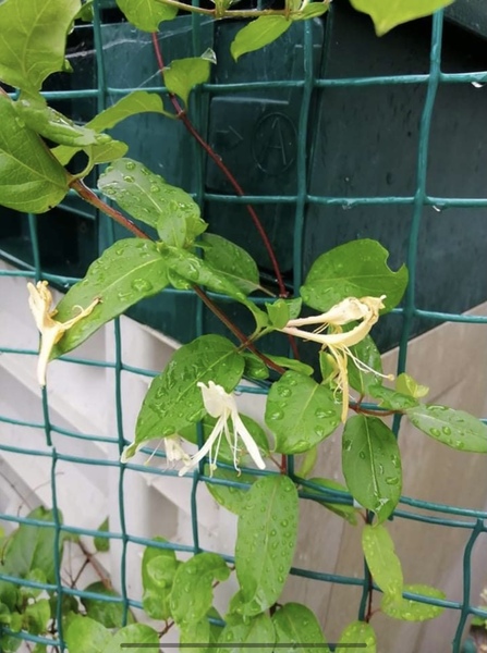 What is this climbing plant?