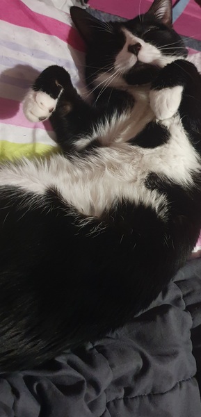 Can we have a pet appreciation thread?