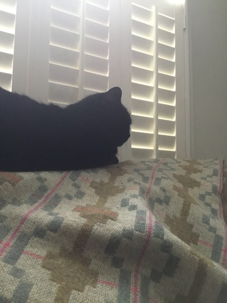 My cat is an arsehole today because...