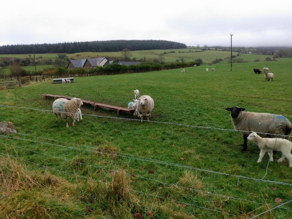 Nature Notes: the 2022 edition