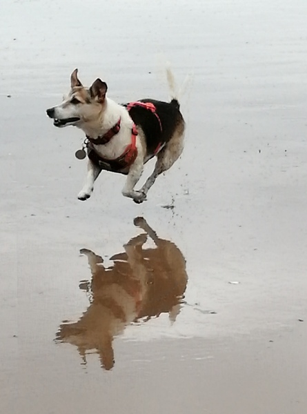 Talk to me about Jack Russells
