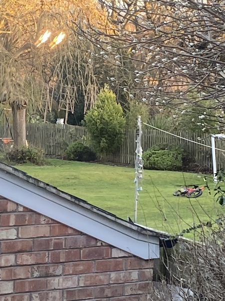 What type of conifer is this?