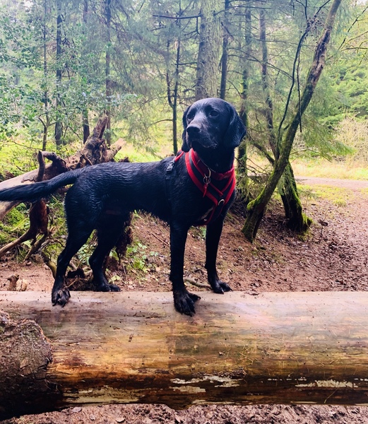 Can we have a pet appreciation thread?