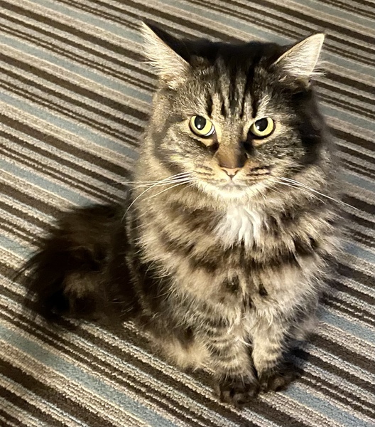 Ollie, Paws, friends and family