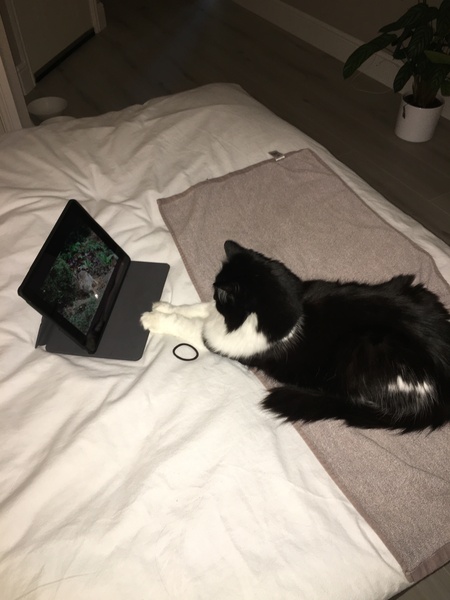 Ollie, Paws, friends and family