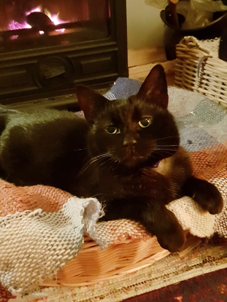 Show me your cats 🐈 😃