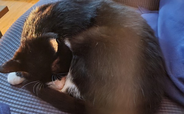 Can we have a ‘I love my beautiful cats’ thread?!
