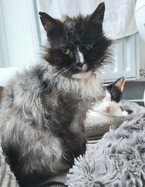 Whose cat is the most aesthetically challenged?