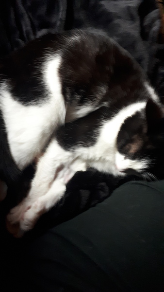Just had to leave my cat at the vets
