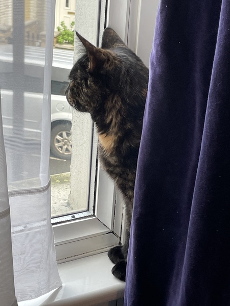 I need your photos of cats looking out of windows.  And I need them now!