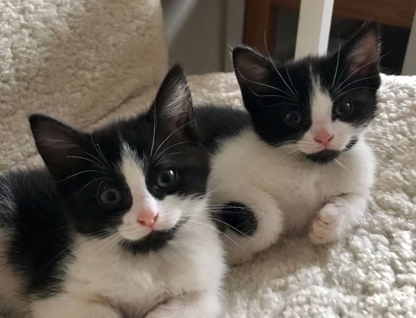 Toxoplasmosis risk