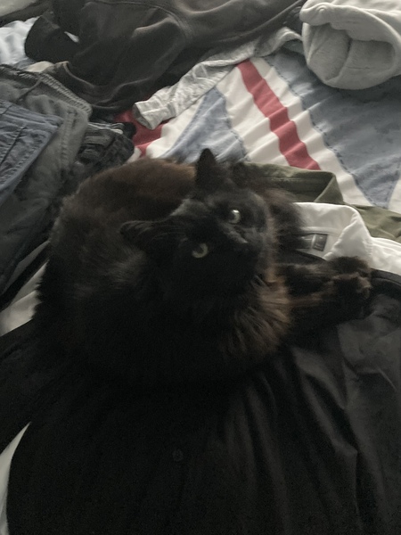 Ollie, Paws, friends and family