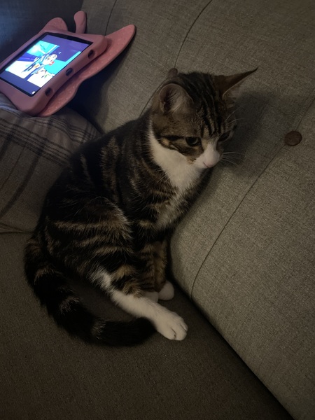 Withdrawn cat after fight