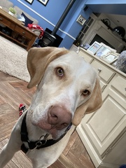 What breed is my DDog?