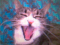 Can we have a ‘I love my beautiful cats’ thread?!