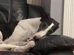My Greyhound told me to go to bed...
