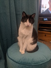 Can we have a ‘I love my beautiful cats’ thread?!