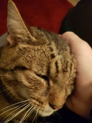 Thug cat part 4.  After all, it's not my Axminster.