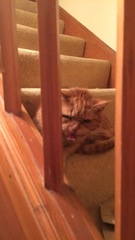 Semi-feral cats!