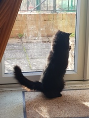 Thug cat part 4.  After all, it's not my Axminster.