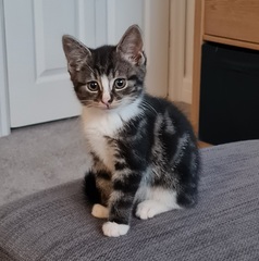Can we have a ‘I love my beautiful cats’ thread?!