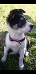 OLD: what's with the dog photos?