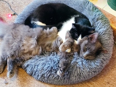 Buying stuff for the cats