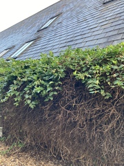 What have I inherited in my garden, and how do I look after it?