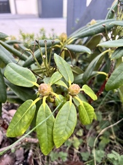 Some plant ID-ing help, please.
