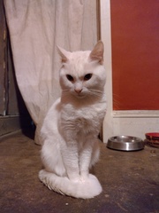 Ollie, Paws, friends and family