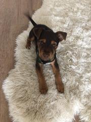 Talk to me about Jack Russells